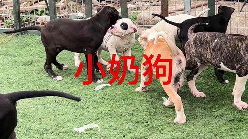 小斗狗视频,萌宠日常，欢乐无限